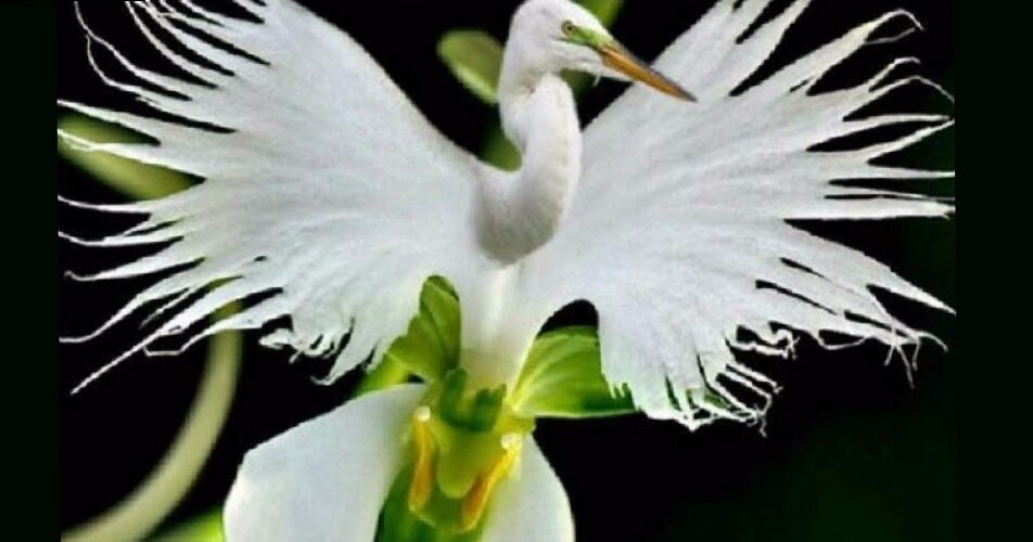 Garza Orchid - Pecteilis Radiata | Blog on flowers