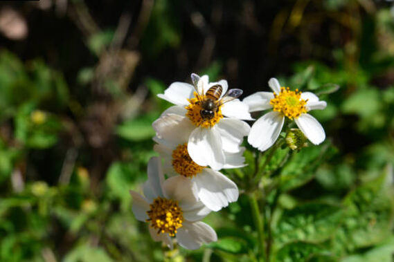 Black Picão - Bidens Pylosa - Family: Asteraceae