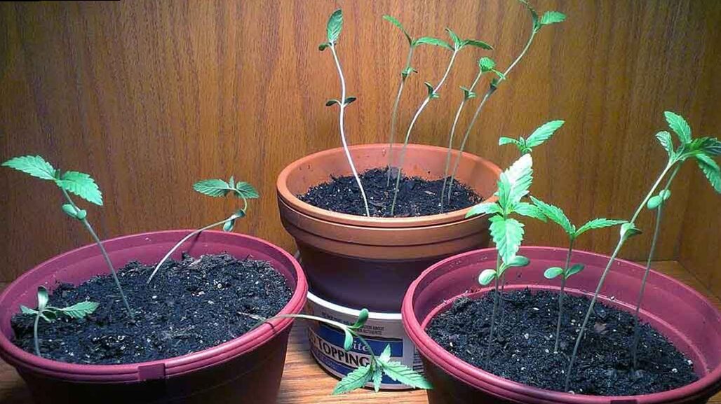 Plantation (II): phases and care after sowing