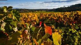 Vides Plantation in autumn.