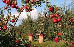 Abee fruit trees plants