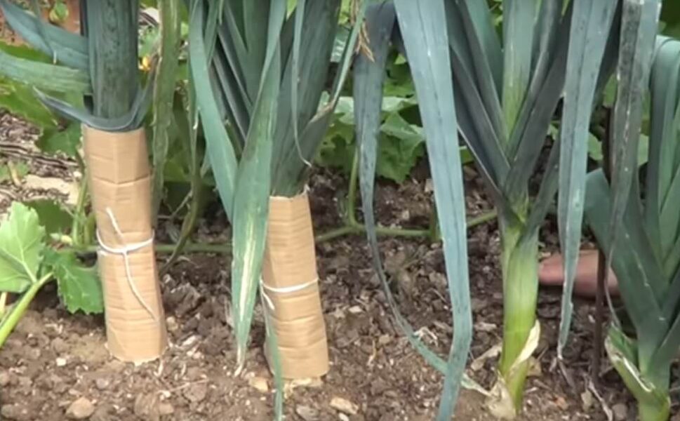 Plant and maintain leeks.