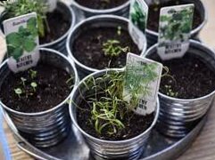 Aromatic plants: benefits, care and ideas for recipes