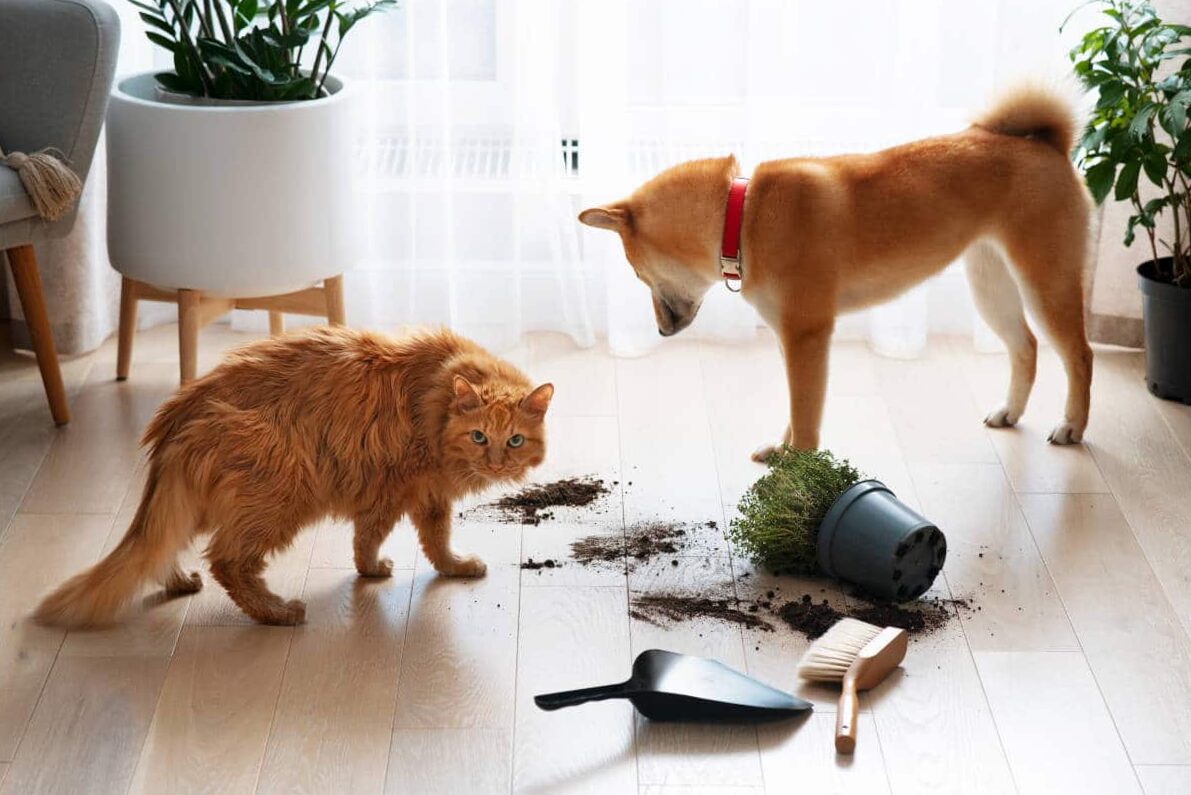 Plants that admit pets: bring nature inside and protects your pets
