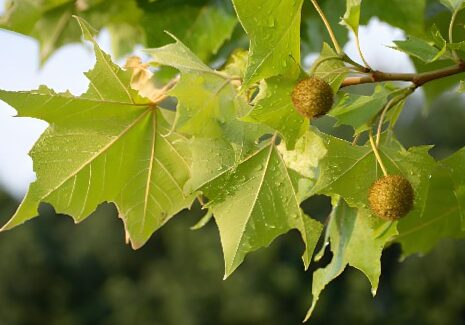 Banana, the perfect tree for urban orchards