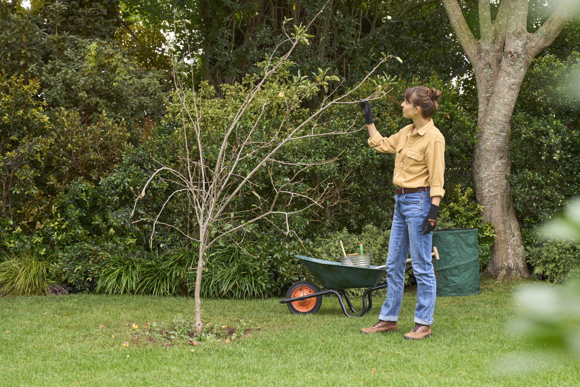 Pruning and interventions in the green of the fruit trees.