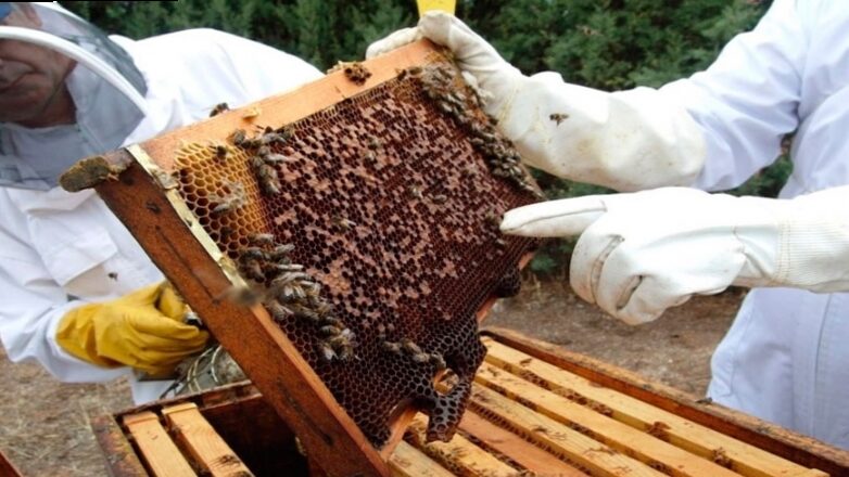 Prepare the bees for winter | Ape Agricola