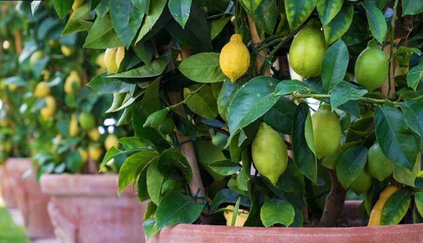 Which fruit trees can you plant in your garden?