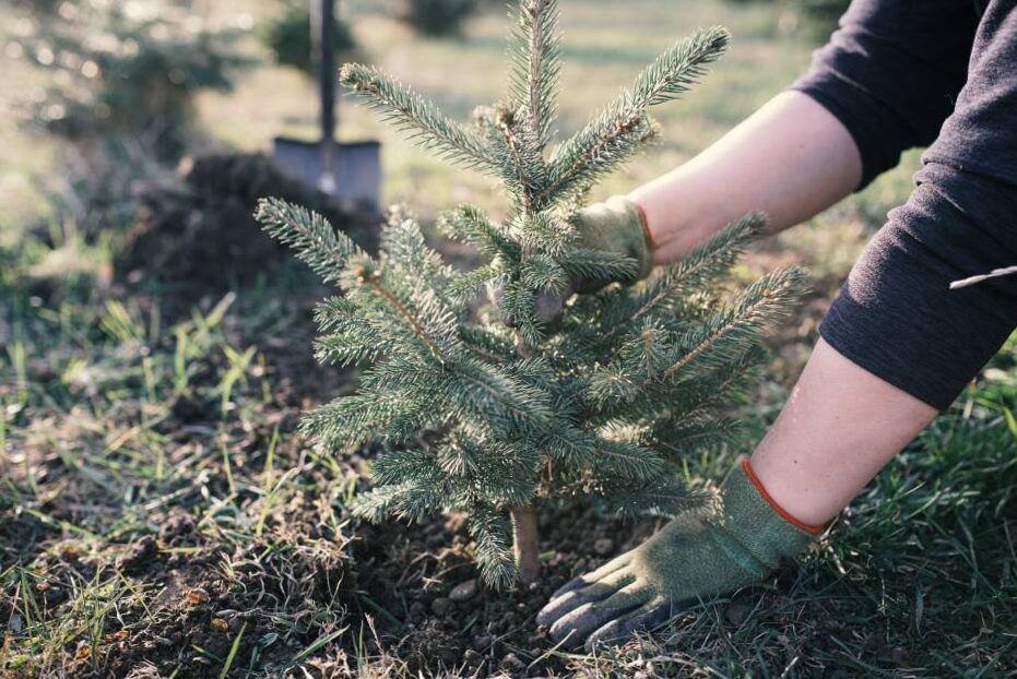 Do you want to plant a Christmas tree this year? Here are some useful tips.