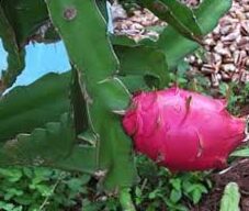 Queen of the night or lady of the night - Dragon Fruit