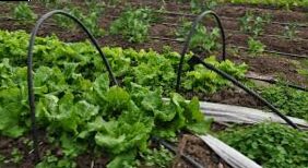 Drop irrigation | Ape Agricola