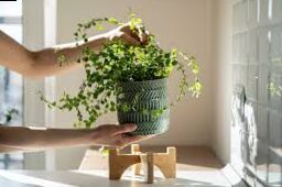 Do you know how to take care of plants when it's hot?