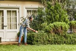 Decorative sets and bushes: the center of the attention of your home