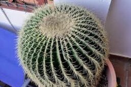 Mother -in -Law Chair -Echinocactus Grusonii | Blog on Flores
