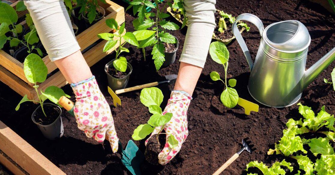 Do you dream of a Bordeaux garden? Autumn is the perfect time to plant them.