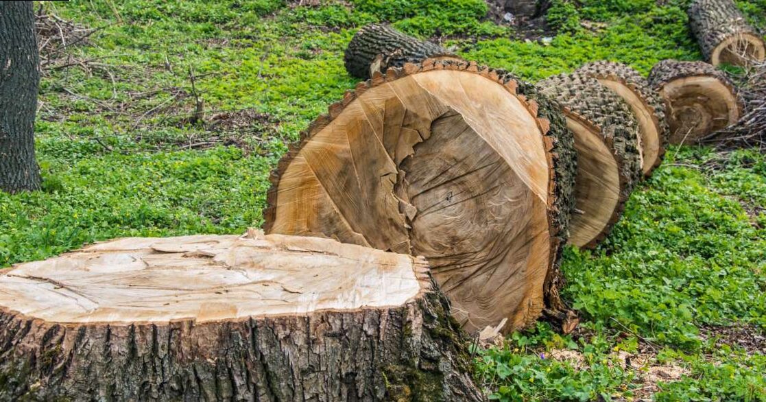 Inactive fruit trees reduction