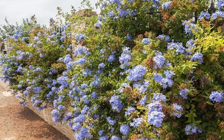 Everything you need to know about the plumbago, the perennial climbing leaf