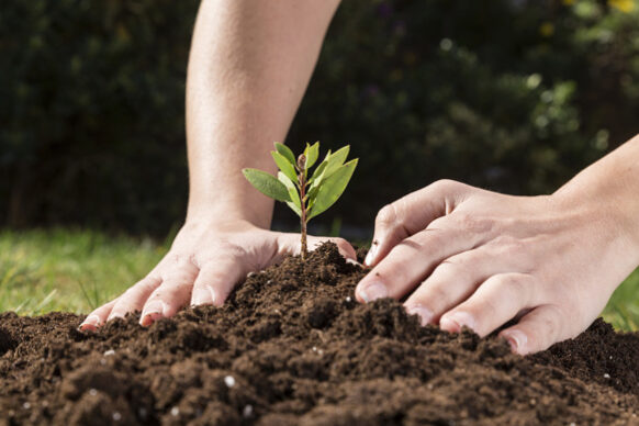 Maintenance works in horticultural crops.