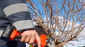 Winter treatments for fruit trees.
