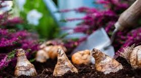Your guide to plants bulbs
