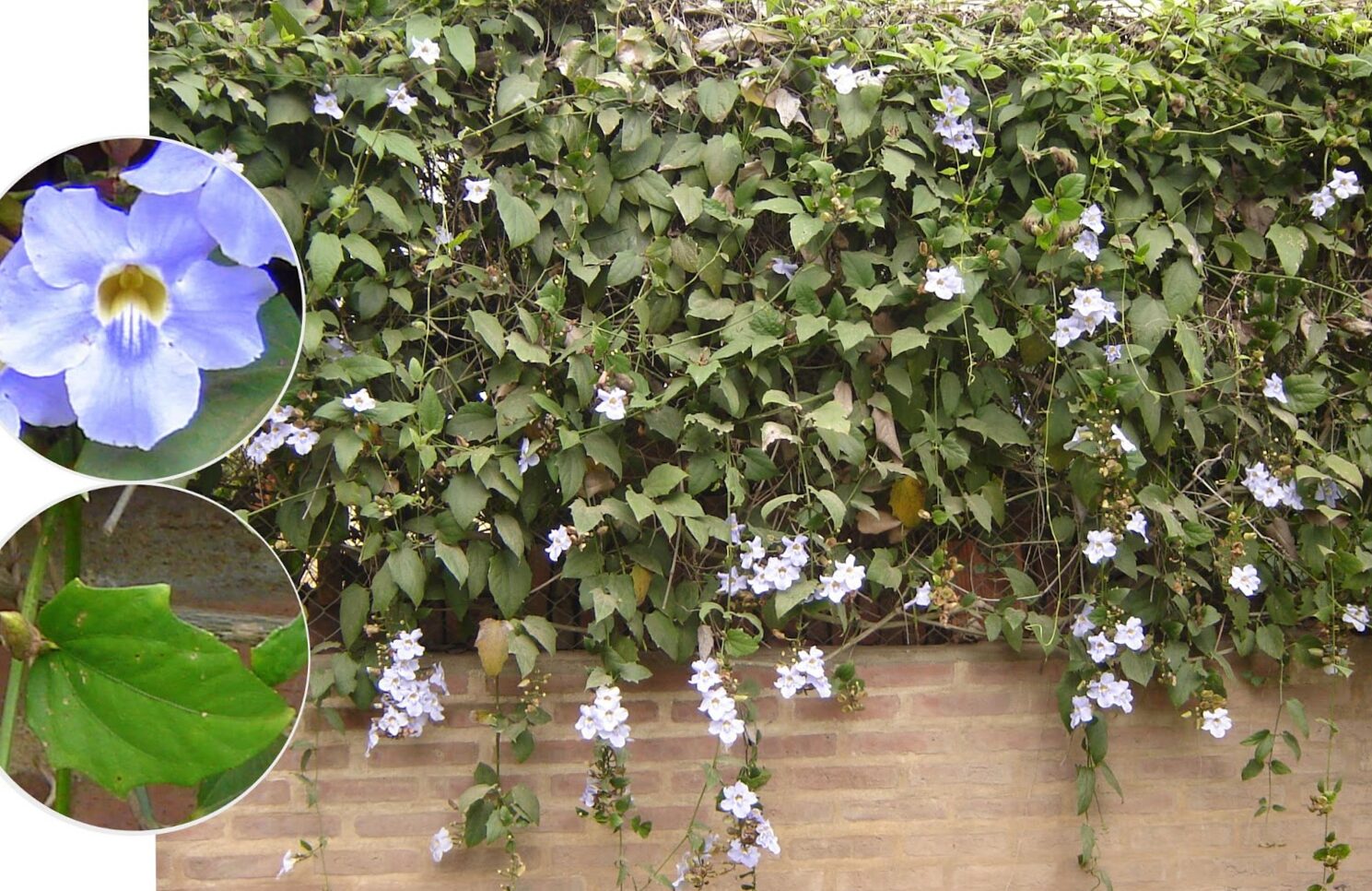 Blue Tumbergia - Thunbergia Grandiflora | Blog on flowers