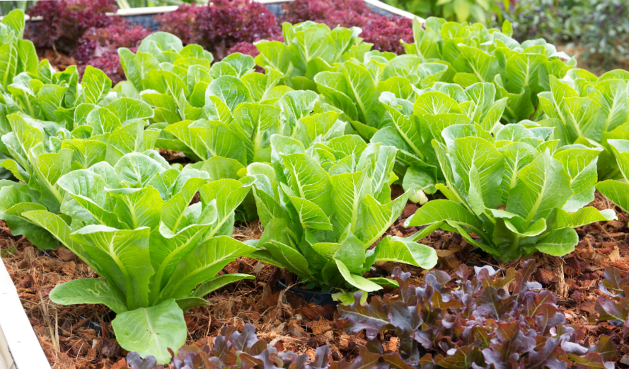 Vegetables are eaten of which pods: species and cultivation advice.