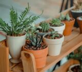 10 types of plants for Mother's Day according to your personality – Blog