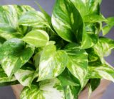 4 interior plants that purify the air and that cannot be missing from your home – blog