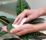 5 Tips to take care of internal plants – Blog