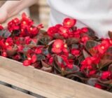 5 plants with edible flowers you want to have at your home – Blog