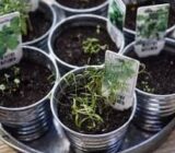 Advantages, care and ideas for recipes – Blog