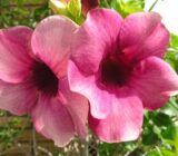 Alamanda Viola – Allamina Blanchetti
