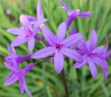 Alho-Social-Tulbaghia VioLacea-Blog