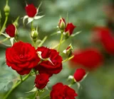Autumn care and maintenance of roses. – Blog