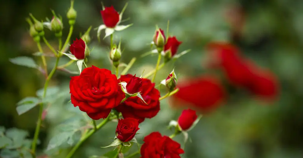 Four care of roses and flowers | Green blog