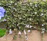 Azul Tumbergia – Largeflora Thunbergia