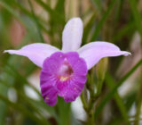 Bamboo – I set Graminifolia – Blog