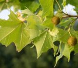 Banana, The Perfect Tree for Urban Gardens – Blog