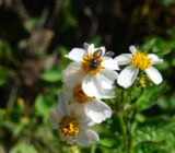 Black Picão – Bidens Pylosa – Family: Asteraceae – Blog