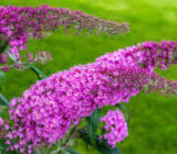 Budleia (Buddleja Davidii) – The Butterflies Tree – Blog