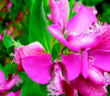 Butterfly shrub – Polygala Myrtifolia