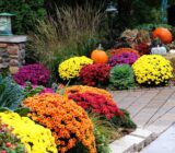 Chrysanthemum, The Autumnal Queen of the Flower Gardens – Blog