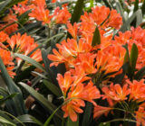 Cultivate tropical plants to move away from the common climate. – Blog