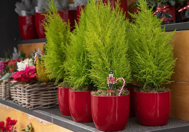 7 plants ideas to give to Christmas | Green blog