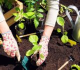 Do you dream of a Bordeaux garden? Autumn is the perfect time to plant them. – Blog