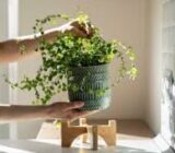 Do you know how to take care of plants when it's hot? – Blog