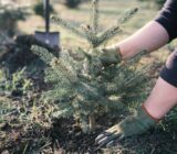 Do you want to plant a Christmas tree this year? Here are some useful tips. – Blog