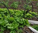 Drop irrigation | What is a drop irrigation system and its benefits? – Blog