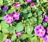 ENRADADERA IPOMOEA CAIRYICA O 'BELL' – FAMILIA CONVOLVULACEAE – Blog
