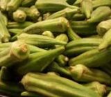 Everything you need to know about Okra culture – Blog
